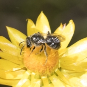 Lasioglossum (Chilalictus) lanarium at Pinnacle NR (PIN) - 18 Nov 2023 09:55 AM