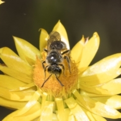 Lasioglossum (Chilalictus) lanarium at Undefined Area - 18 Nov 2023 09:55 AM