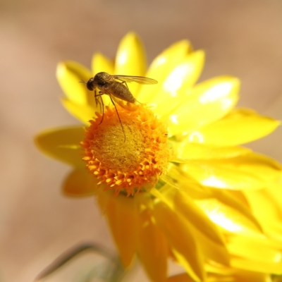 Geron sp. (genus) (Slender Bee Fly) at Higgins Woodland - 17 Nov 2023 by Trevor