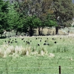 Threskiornis spinicollis (Straw-necked Ibis) at Burra, NSW - 18 Nov 2023 by Shairlyn