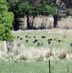 Threskiornis spinicollis at Burra, NSW - 18 Nov 2023