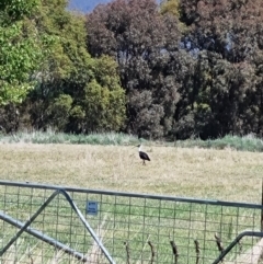 Threskiornis spinicollis at Burra, NSW - 18 Nov 2023