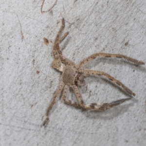 Isopedella pessleri at Higgins Woodland - 16 Nov 2023