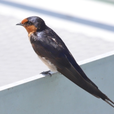 Hirundo neoxena (Welcome Swallow) at Cleveland, QLD - 15 Nov 2023 by TimL