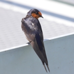 Hirundo neoxena at Cleveland, QLD - 16 Nov 2023 10:37 AM