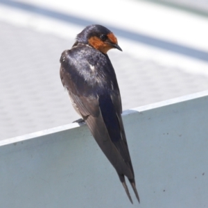 Hirundo neoxena at Cleveland, QLD - 16 Nov 2023 10:37 AM