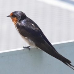 Hirundo neoxena at Cleveland, QLD - 16 Nov 2023 10:37 AM