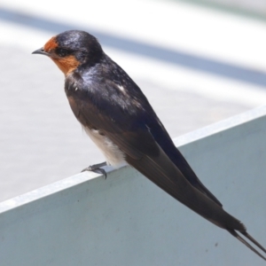 Hirundo neoxena at Cleveland, QLD - 16 Nov 2023