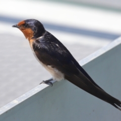 Hirundo neoxena at Cleveland, QLD - 16 Nov 2023 10:37 AM