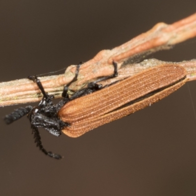 Porrostoma sp. (genus) (Lycid, Net-winged beetle) at Higgins Woodland - 16 Nov 2023 by AlisonMilton