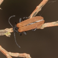 Porrostoma sp. (genus) at Higgins Woodland - 16 Nov 2023 01:03 PM