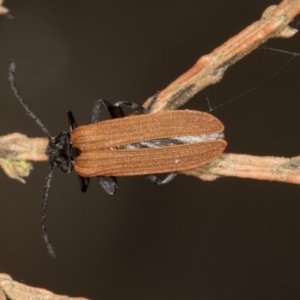 Porrostoma sp. (genus) at Higgins Woodland - 16 Nov 2023 01:03 PM