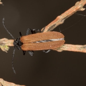 Porrostoma sp. (genus) at Higgins Woodland - 16 Nov 2023