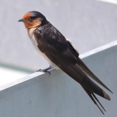 Hirundo neoxena (Welcome Swallow) at Cleveland, QLD - 16 Nov 2023 by TimL