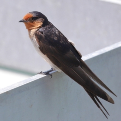 Hirundo neoxena (Welcome Swallow) at Cleveland, QLD - 15 Nov 2023 by TimL