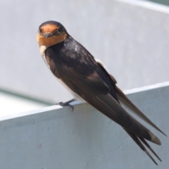 Hirundo neoxena at Cleveland, QLD - 16 Nov 2023