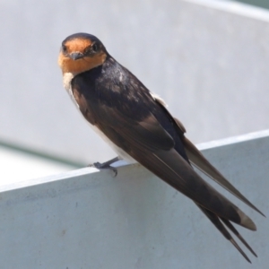 Hirundo neoxena at Cleveland, QLD - 16 Nov 2023 10:37 AM