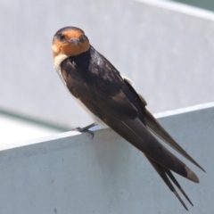 Hirundo neoxena at Cleveland, QLD - 16 Nov 2023 10:37 AM