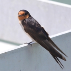 Hirundo neoxena at Cleveland, QLD - 16 Nov 2023 10:37 AM