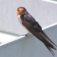 Hirundo neoxena at Cleveland, QLD - 16 Nov 2023 10:37 AM