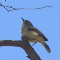 Acanthiza reguloides at Gundaroo, NSW - 18 Nov 2023