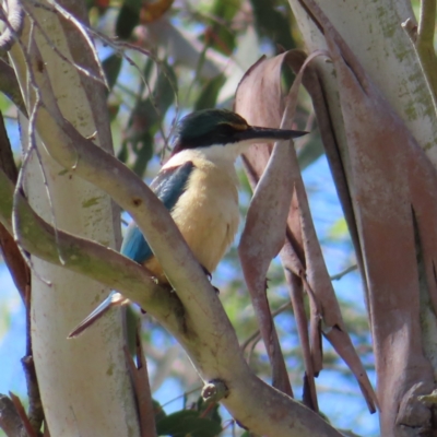 Todiramphus sanctus (Sacred Kingfisher) at Braidwood, NSW - 16 Nov 2023 by MatthewFrawley
