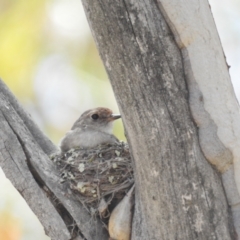 Petroica goodenovii (Red-capped Robin) at Block 402 - 17 Nov 2023 by HelenCross