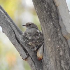 Petroica goodenovii at Bluetts Block (402, 403, 12, 11) - 18 Nov 2023