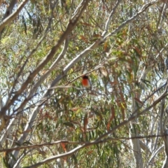 Petroica goodenovii at Bluetts Block (402, 403, 12, 11) - 18 Nov 2023 09:56 AM