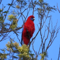Platycercus elegans (Crimson Rosella) at Braidwood, NSW - 17 Nov 2023 by MatthewFrawley