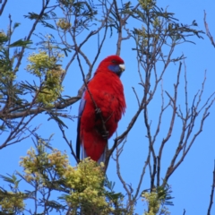 Platycercus elegans (Crimson Rosella) at QPRC LGA - 16 Nov 2023 by MatthewFrawley