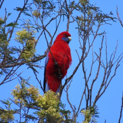 Platycercus elegans (Crimson Rosella) at Braidwood, NSW - 17 Nov 2023 by MatthewFrawley