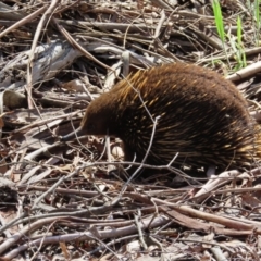 Tachyglossus aculeatus (Short-beaked Echidna) at QPRC LGA - 16 Nov 2023 by MatthewFrawley