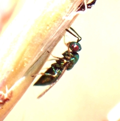 Chalcidoidea (superfamily) (A gall wasp or Chalcid wasp) at Belconnen, ACT - 11 Nov 2023 by CathB