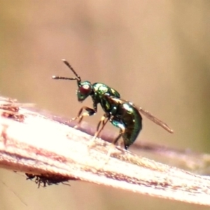 Chalcidoidea (superfamily) at Point 4152 - 12 Nov 2023