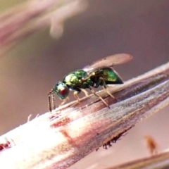 Chalcidoidea (superfamily) at Point 4152 - 12 Nov 2023