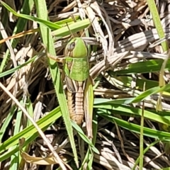 Praxibulus sp. (genus) (A grasshopper) at Tuggeranong, ACT - 18 Nov 2023 by trevorpreston