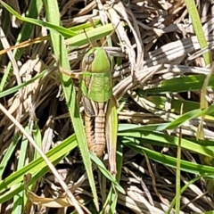 Praxibulus sp. (genus) (A grasshopper) at Gigerline Nature Reserve - 18 Nov 2023 by trevorpreston