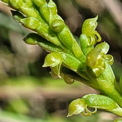 Microtis parviflora (Slender Onion Orchid) at Gigerline Nature Reserve - 18 Nov 2023 by trevorpreston