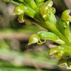 Microtis parviflora at Gigerline Nature Reserve - suppressed