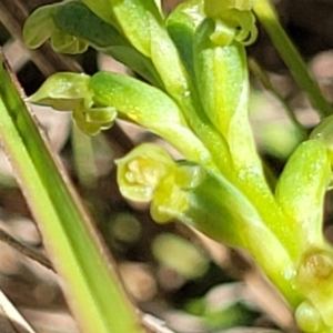 Microtis parviflora at Gigerline Nature Reserve - 18 Nov 2023