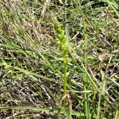 Microtis parviflora at Gigerline Nature Reserve - 18 Nov 2023