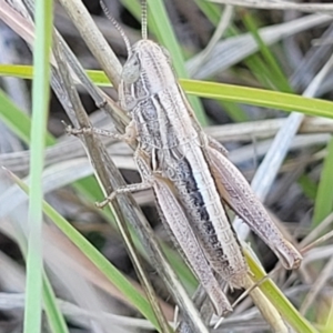 Praxibulus sp. (genus) at Gigerline Nature Reserve - 18 Nov 2023