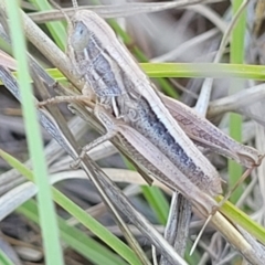 Praxibulus sp. (genus) at Gigerline Nature Reserve - 18 Nov 2023