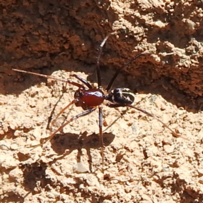 Habronestes bradleyi (Bradley's Ant-Eating Spider) at Bluetts Block Area - 17 Nov 2023 by HelenCross