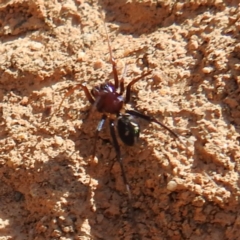 Habronestes bradleyi at Bluetts Block (402, 403, 12, 11) - 18 Nov 2023 09:50 AM