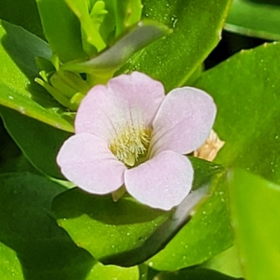 Gratiola peruviana (Australian Brooklime) at Tuggeranong, ACT - 18 Nov 2023 by trevorpreston