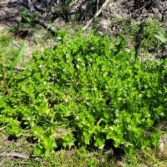 Gratiola peruviana at Gigerline Nature Reserve - 18 Nov 2023