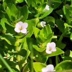 Gratiola peruviana at Gigerline Nature Reserve - 18 Nov 2023