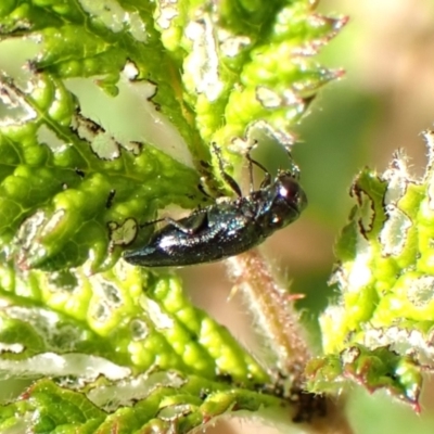 Aaaaba fossicollis (Raspberry jewel beetle) at Aranda Bushland - 11 Nov 2023 by CathB